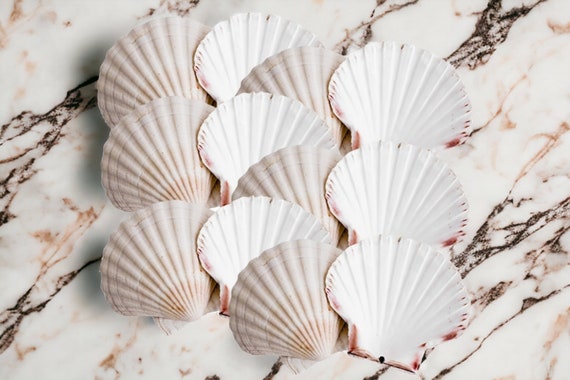 UK Scallop Shells 10-12cm Natural White Cleaned/edged Scottish Scallops  Seashells Shell Crafts, Decoupage, Beach Shells, Shell Supplies -   Canada