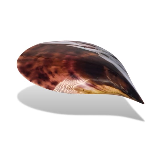 Natural Pen Shell Polished / 2 Sizes / Seashell Dish / Pinnidae Noblis /  Fan Shape Shell / Polished Giant Mussel / Shell Supply 