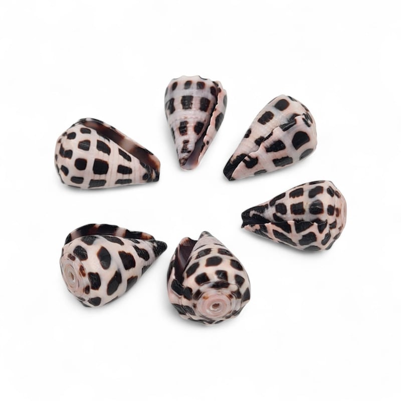 Hebrew Shells Beads - Etsy