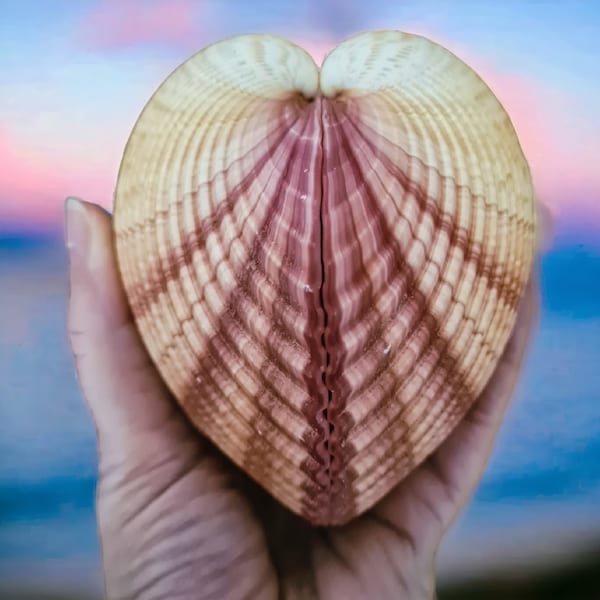 Giant Pink Heart Clam / Cardium Pseudolima / 8-10cm / Collectable Giant Heart Cockle / Natural Pink/Purple Seashell Wedding Ring Bearer