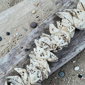 Hilos de cuentas de concha perforadas / Cuentas de concha Nassa / Hilo de concha de berberecho blanco / Hilo de concha de lapa estrellada / Conchas para artesanía costera imagen 4