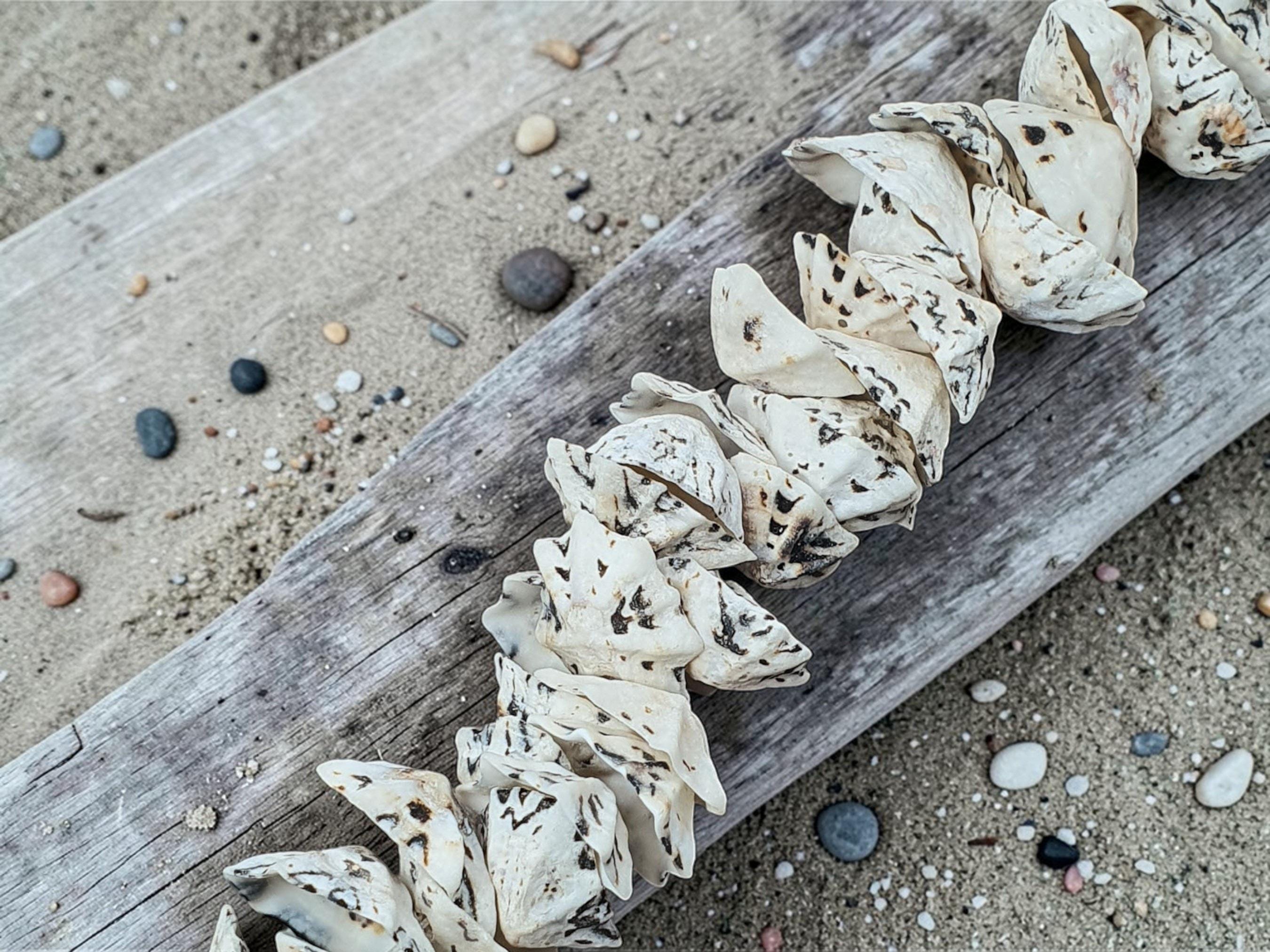 Coconut Shell String Drilled Shell Bead Strands | Nassa Shell Beads | White Cockle Shell ...