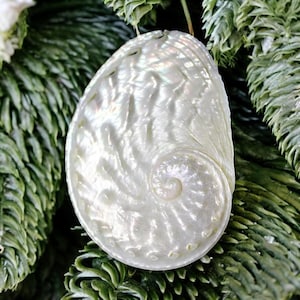 Op de afbeelding: Een parelmoerwitte abalone schelpen ornament met een spiraalvormig ontwerp. De schelp is geplaatst tegen een achtergrond van groene bladeren, wat het iriserende oppervlak en de natuurlijke textuur benadrukt. Ideaal voor kust- of natuurliefhebbers.