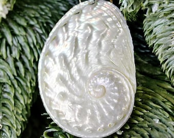 Vintage Rare White Pearl Abalone Shells 2 - 3" (5-7 cm) | Natural Seashell Tree Decoration | Shells for Jewelry |  White Wedding Shells