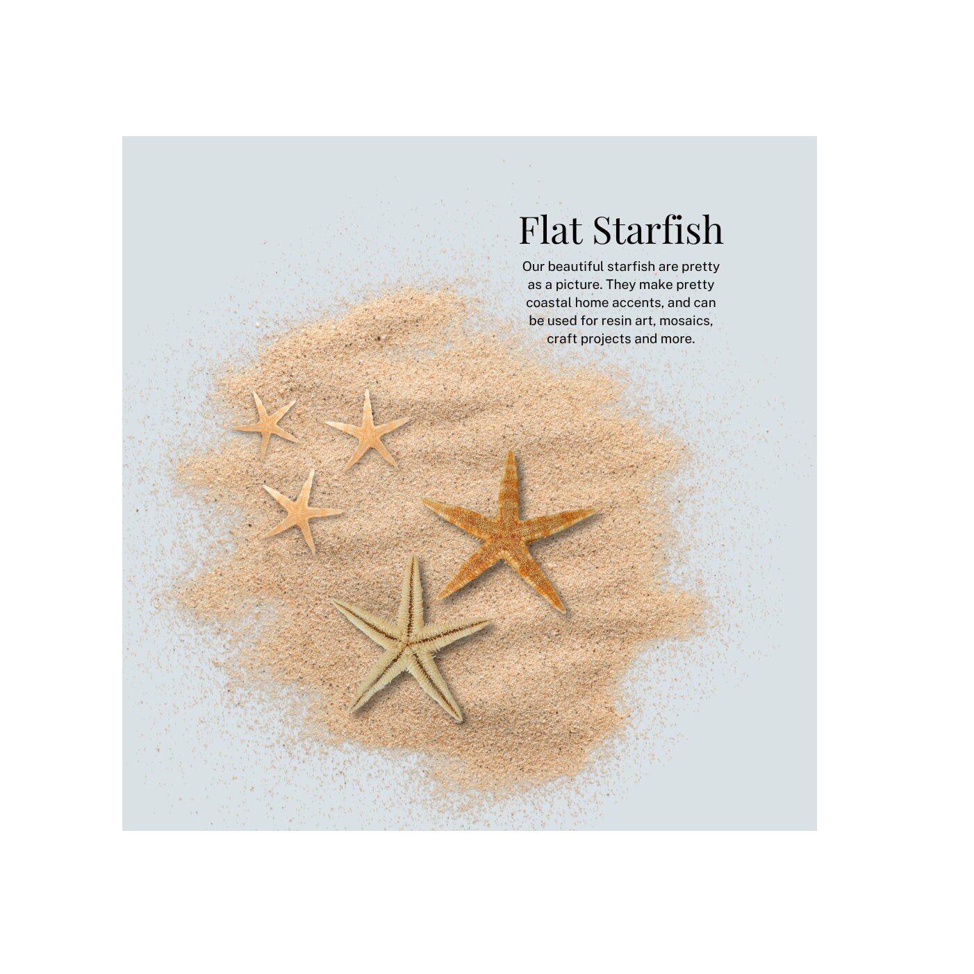 Conchas marinas naturales, estrellas de mar y cristal de mar, generosas 1.5  libras recogidas a mano, empaquetadas a mano, bricolaje, manualidades