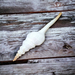 Tibia Spindle Sea Shells White Tibia Shell Long Pointy Shells Shabby Chic Art Seashell 13-15cm