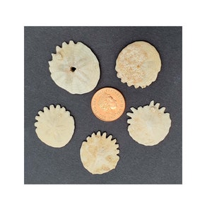 Small Fossil / 2-3 cm / Echinoid Sea Urchin / 3 Million Years Old / Sand Dollar Heliophora Pliocene Morocco