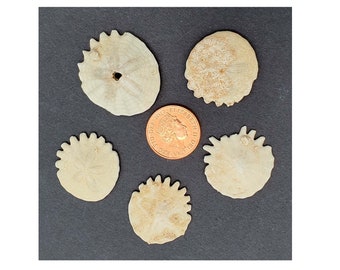 Fósil pequeño / 2-3 cm / Erizo de mar equinoideo / 3 millones de años / Dólar de arena Heliophora Plioceno Marruecos