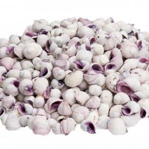 Lila Periwinkle (Cebu Beauty) 25g, 50g, 100g für Kunsthandwerk, Dekoration, Schmuck, Collage, Mini Muscheln, Muscheln, maritimes Dekor