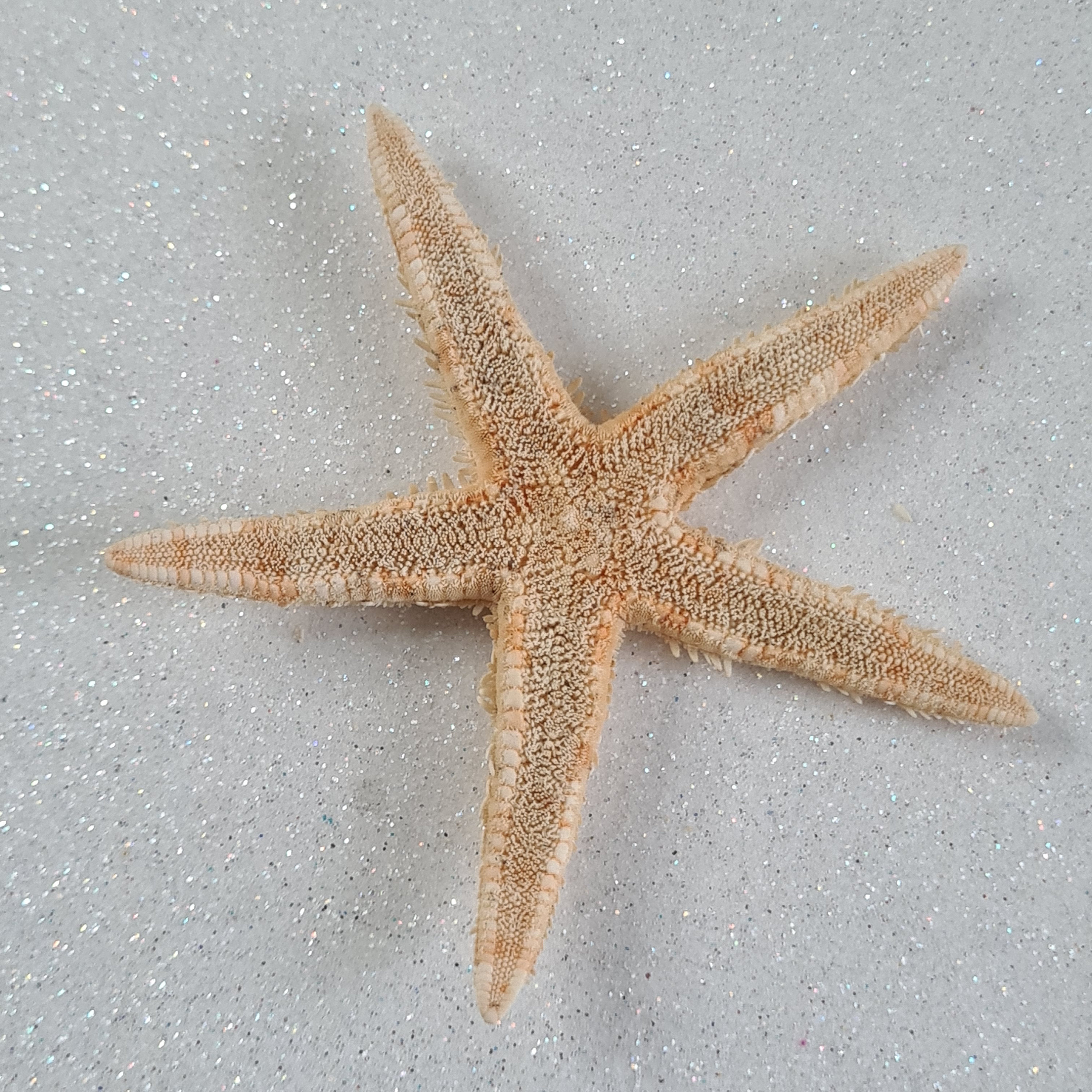 Small Natural Flat Starfish 5-7cm / Natural Star Fish / Sea Stars for ...
