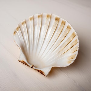 Natürliche Jakobsmuschelschalen | Gereinigt & einsatzbereit | Erhältlich in mittlerer (11-12 cm) + großer (13-15 cm) Größe | Perfekt für Kunsthandwerk, Dekor und vieles mehr