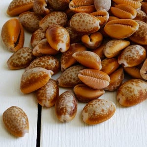 Small Honey Cowrie Shells | 10 pcs | 1/2 to 3/4 inch | Natural Cypraea Helvola Shells | Rare Find | Shells for Jewelry Making, Collectors