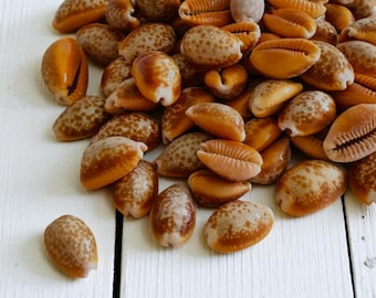 ハーレクインタカラガイの貝殻 - 磨かれたタカラガイの貝殻