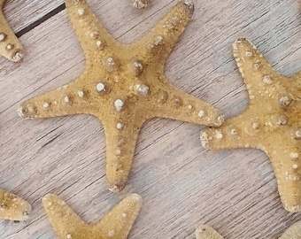 Natural Starfish / Two sizes - 2/3cm or 10/15cm / Nautical Shell Craft / Collage  / Coastal Style Decor / Knobbly Starfish / Sea Stars