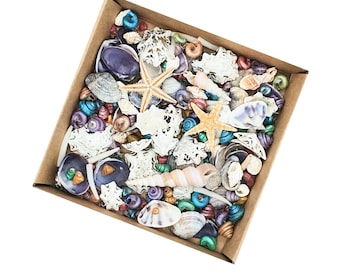 May include: A cardboard box filled with a variety of seashells in different colors and sizes, including starfish, clams, and snails.