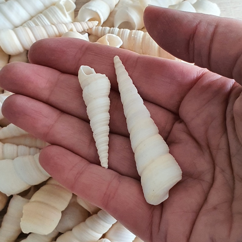 White Screw Shells 3-8cm Unicorn Horns Spiral Shell Beach Wedding Seashells Terrarium Craft Collage Shells Floral Ocean Christmas Crafts image 3