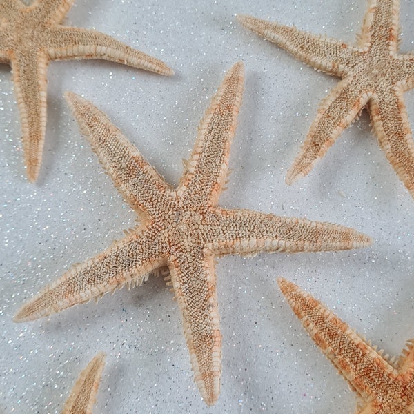 Small Natural Flat Starfish 5-7cm / Natural Star Fish / Sea Stars for Crafts, Art, Shell Crafts, Resin Art / Wholesale Shell Supply