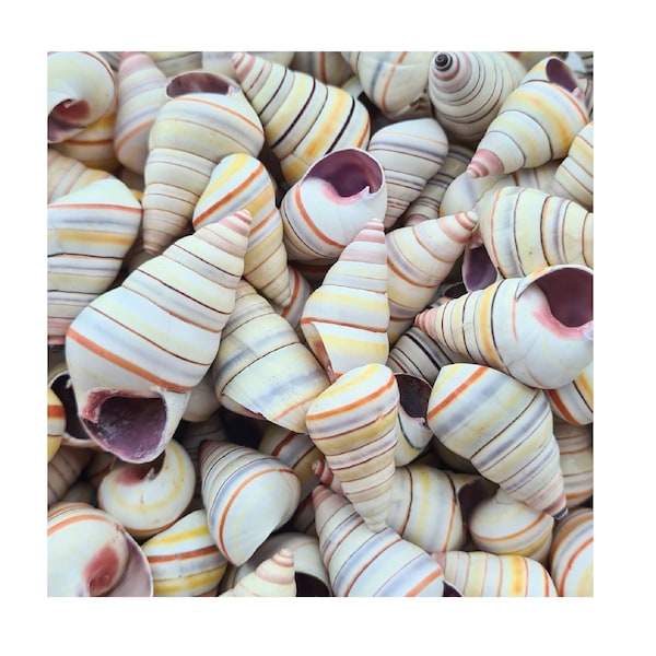 Pale Candy Cane Land Snail (Liguus virgineus) | Caribbean Island Native Shell Rainbow Snail Shells / Hermit Crab / Craft Shells / 2-100 pcs