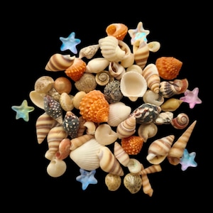 May include: A collection of seashells in various shapes, sizes, and colors, including white, brown, orange, and black. Some shells have intricate patterns and textures. There are also several small, iridescent blue and pink star-shaped decorations.