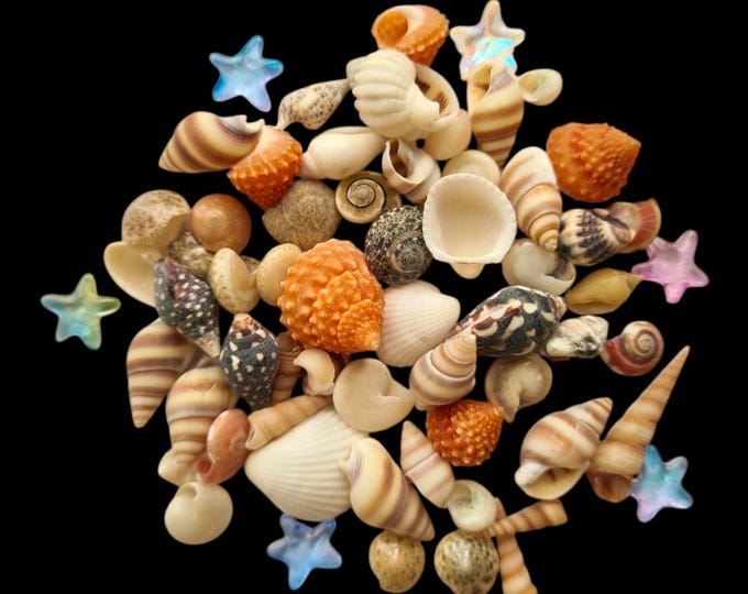 Natural Tiny Mixed Seashells + Tiny Glass Starfish / Mini Beach Shells ...
