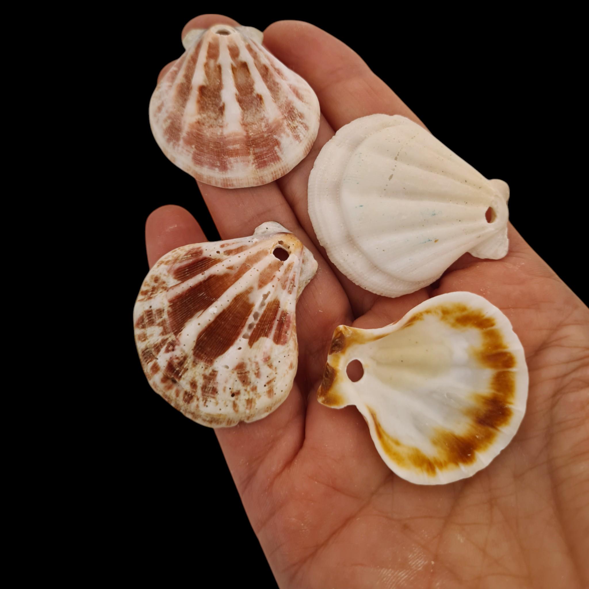 Fan Sea Shells Pre-drilled Pink & White Strawberry Fan Scallop Shells | Small Craft ...