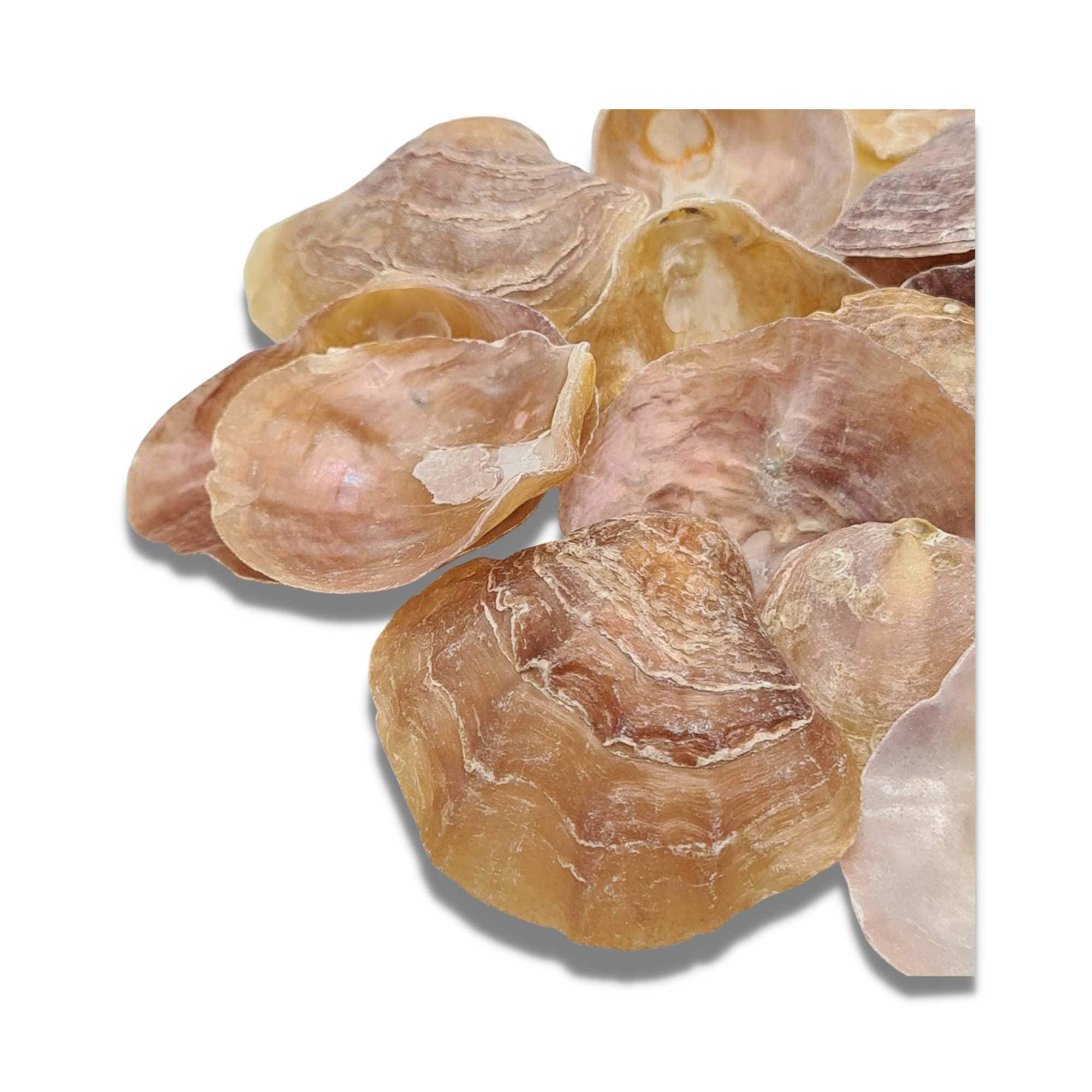 Natural Capiz Shells / Raw Rough Edge Cream White Camar Shells / 6-7cm /  Wedding Shell / Beach Home Coastal Decor / Wind Chime Shell Craft -   Israel