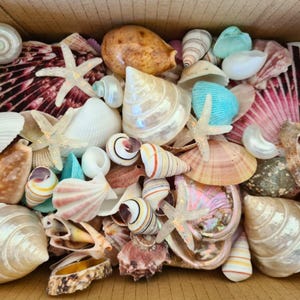 May include: A box filled with a variety of seashells in different shapes, sizes, and colors. The shells include white, pink, brown, and blue colors. Some shells have a pearlescent finish. There are also two starfish in the box.