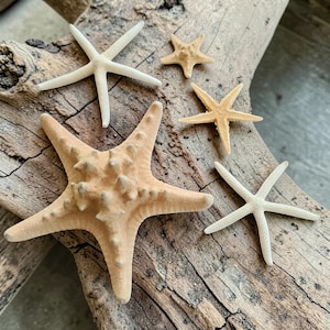 Natural Dried Starfish | White Pointer Starfish | Knobbly Starfish | Flat Starfish | Coastal Decor Shells | Craft & Wedding Starfish