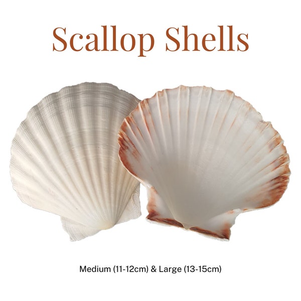 Natural Scallop Shells | Cleaned & Ready for Use | Available in Medium (11-12cm) + Large (13-15cm) Size | Perfect for Crafts, Decor and More