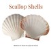 see more listings in the Crafting Shells section