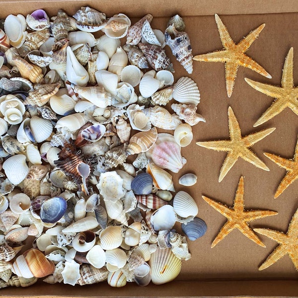 Flat Spiral Shells Etsy