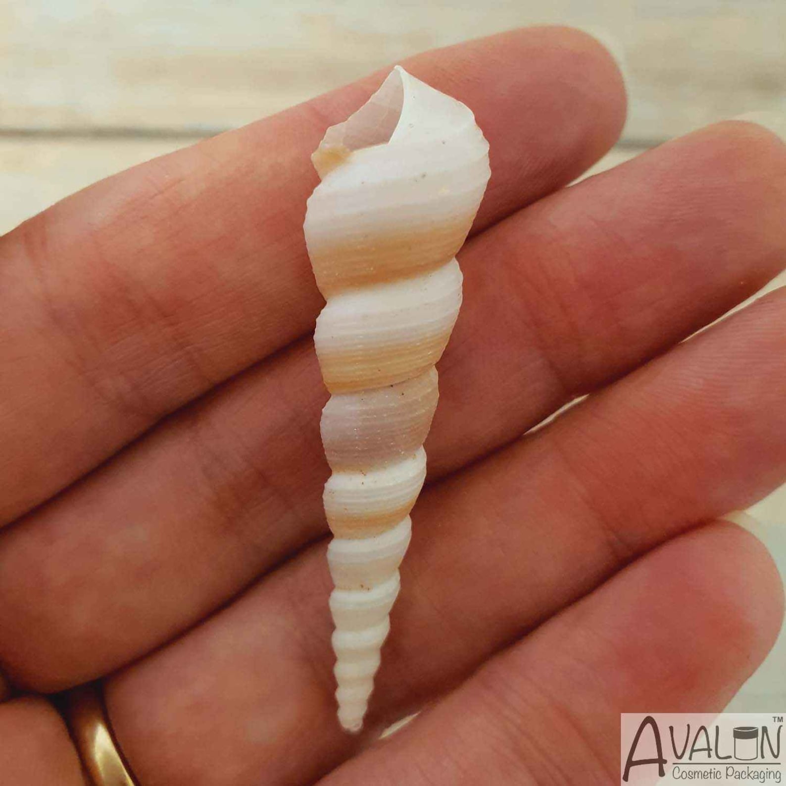 Small Turritella Screw Shells Unicorn Horns Spiral Seashells | Etsy