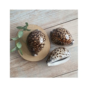 Natural Tiger Cowrie Sea Shells Seashell Cyprea Tigris 8-10cm Decorative Shells for Home / Shells symbolizing Fertility, Wealth, Prosperity.