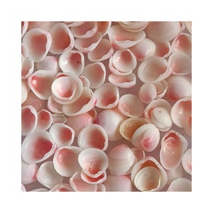 Könnte beinhalten: Eine Sammlung kleiner, zarter Muscheln in einem rosa-weißen Farbschema. Die Muscheln sind glatt und haben einen leicht schillernden Glanz.