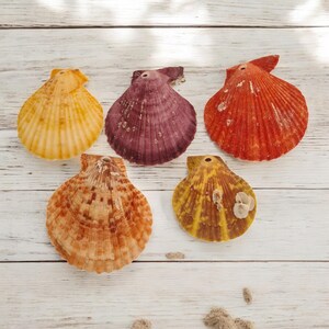 May include: Five scallop shells in different colors, including yellow, purple, orange, brown, and yellow with brown stripes. The shells are arranged in a row on a white wooden surface.