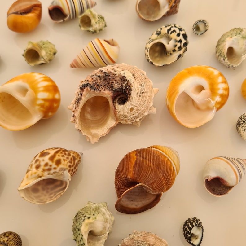 Hermit Crab Shells | 30 Mixed Size Seashells | Perfect Hermit Crab Crabitat, Natural shelter for Hermit Crabs to Live in, Thrive and Hide image 1