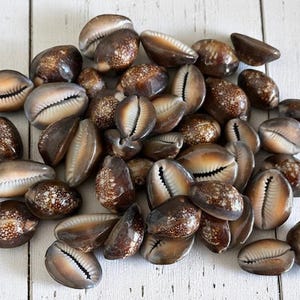 Snake Top Cowrie Seashells (15 pcs) - Seashell Supply - Coastal Home Decor - Seashells - Craft Supply - Beach Decor - Beach Crafts