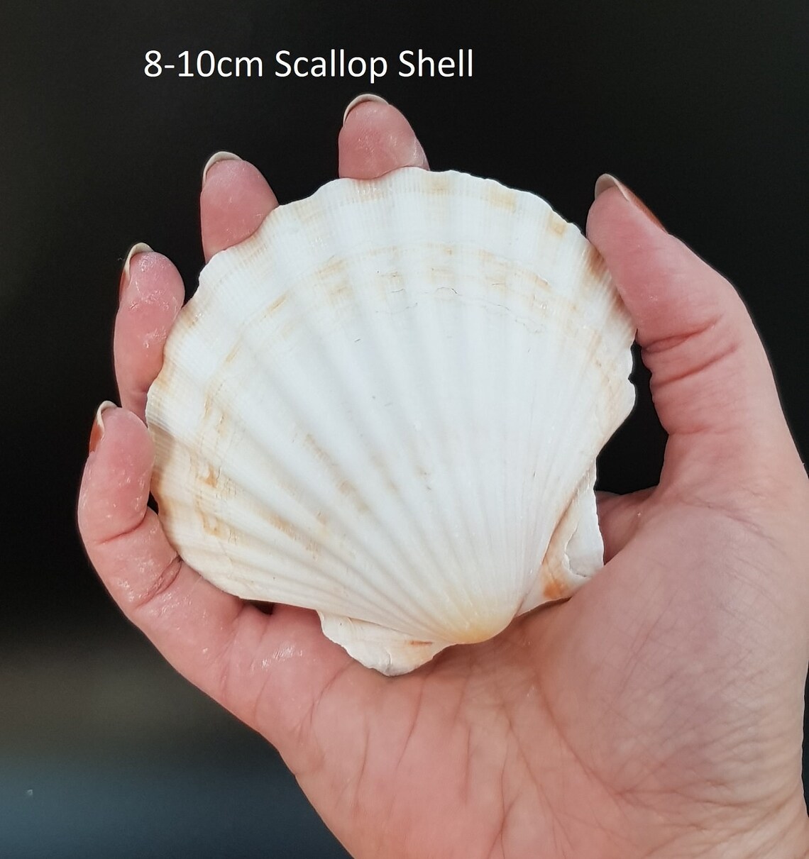 UK Scallop Sea Shells 810cm Natural White Cleaned/Washed Etsy