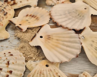 Pre-Drilled Small Scallop Shells | Candy Fan | Small Craft Seashells for DIY Projects | Craft Supplies | With 3mm Hole