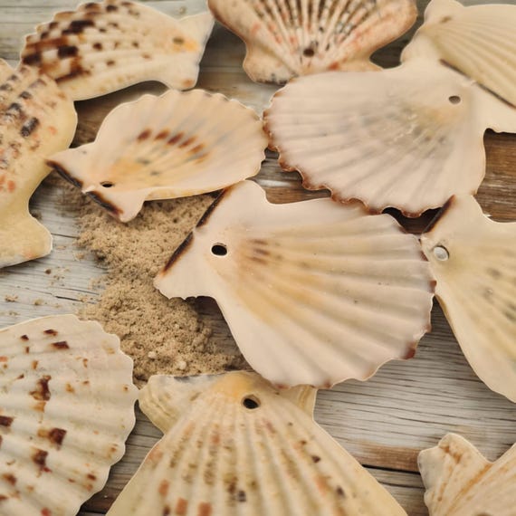 Pre-Drilled Small Scallop Shells | Candy Fan | Small Craft Seashells for DIY Projects | Craft Supplies | With 3mm Hole