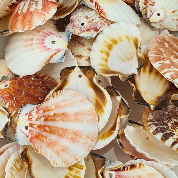 Shells for Crafts, Seashells Crafts, Crafting Seashells, White Seashells,  White Sea Shells, Small Shells, Natural Seashell, White Shells 