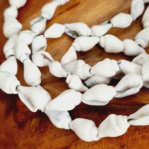 Natural Sea Shell Beads for Jewelry Making / Shell Crafts / Beach Shell Beads for Summer Jewelry, Coastal Interiors, Macrame, Hair Crafts Light Grey Nassa
