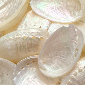 Pearlized Craft Shells / Polished Pearl Abalone Sea Shells / Pearl Slipper Shells / Wedding Shells / 3 - 5 cm/ 1 - 2 " / Shell Supplies