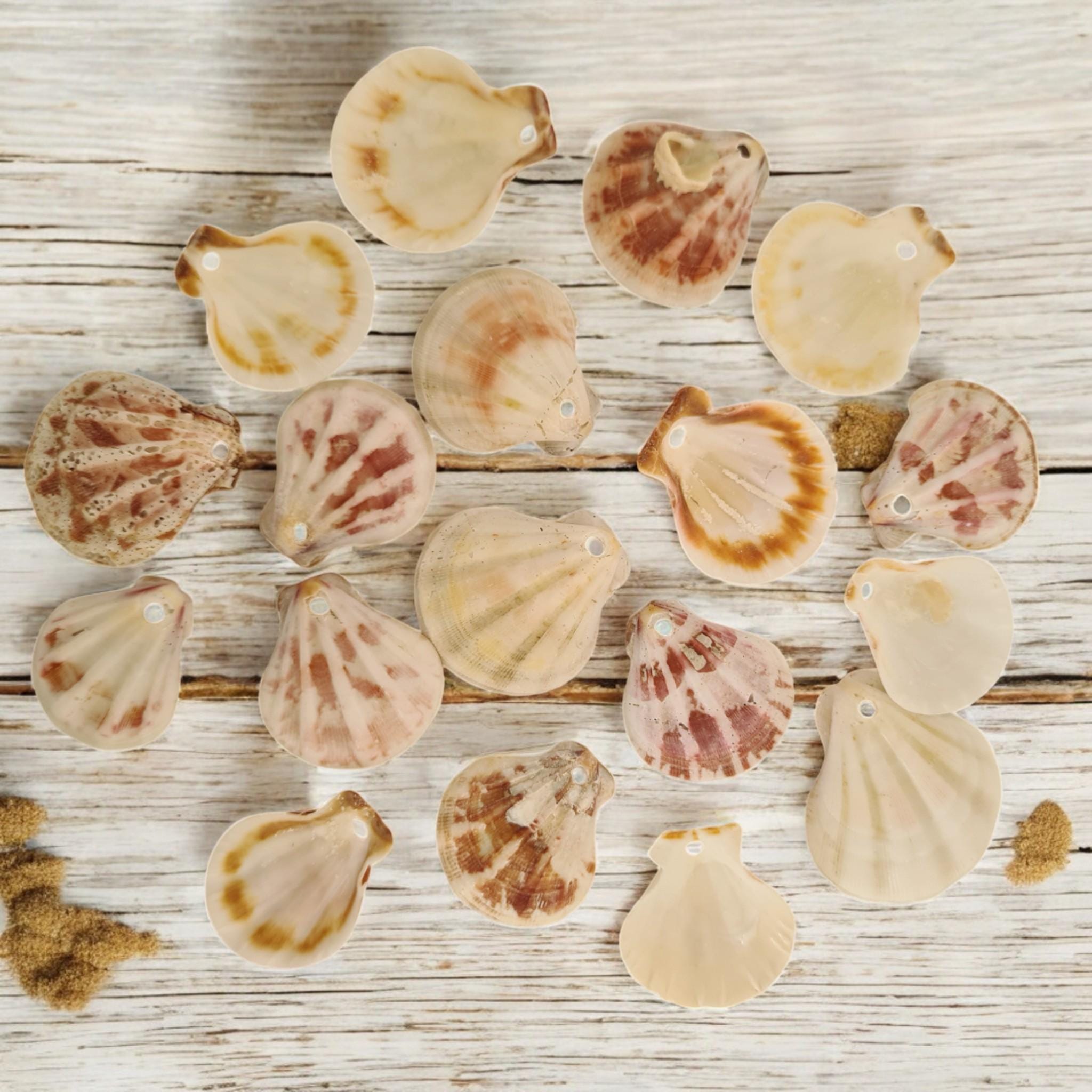 Fan Sea Shells Pre-drilled Pink & White Strawberry Fan Scallop Shells | Small Craft ...