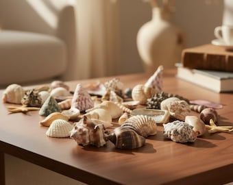 50 X Mixed Seashells and Starfish | Hand-picked | Shell Supply