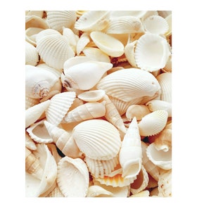 May include: A collection of white seashells of various shapes and sizes. The shells are arranged in a pile, with some overlapping.