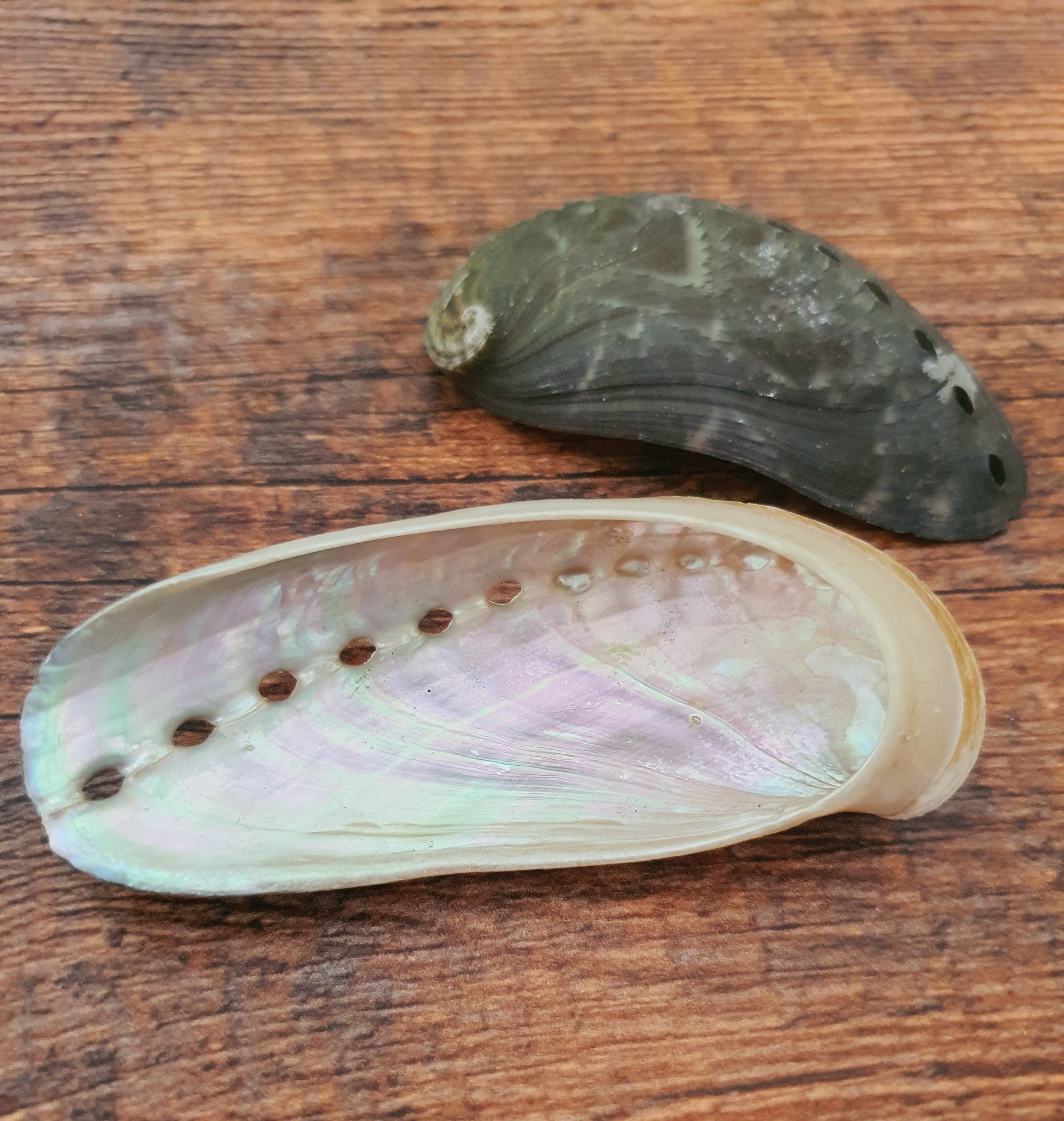 Pearl White Abalone Shells-donkey Ear Abalone Shells-23pearled  Shells-polished Shells-white Shells-wedding Decor-beach Decor-sea Shells 