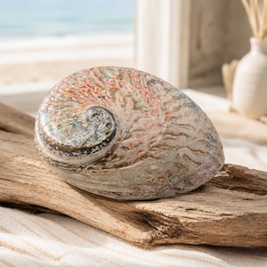 May include: A polished abalone shell featuring a spiral center and an iridescent surface with swirling patterns of pink, cream, tan, and dark gray. The shell has a smooth, rounded shape with a textured exterior showing natural organic ridges.