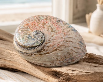 Vintage Opal Abalone Shell 15-16cm, Full Polished Paua Shell, Iridescent Seashell for Coastal Decor, Altar, Crystal Display, Gift Sea Shell