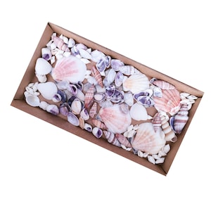 May include: A collection of seashells in a brown rectangular box. The shells vary in size, shape, and color, including white, pink, and purple hues. Some shells are small and spiral-shaped, while others are large and fan-like.